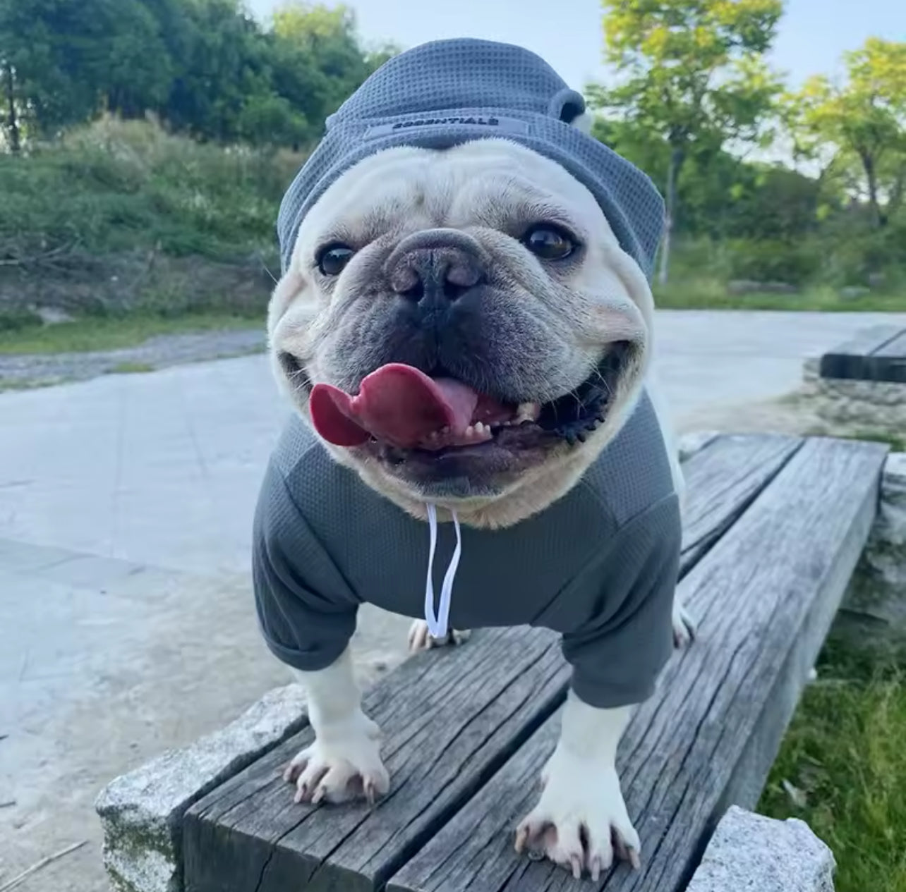 Trendy Dog Hoodie & Hat Set – Stylish Comfort for Your Pup!