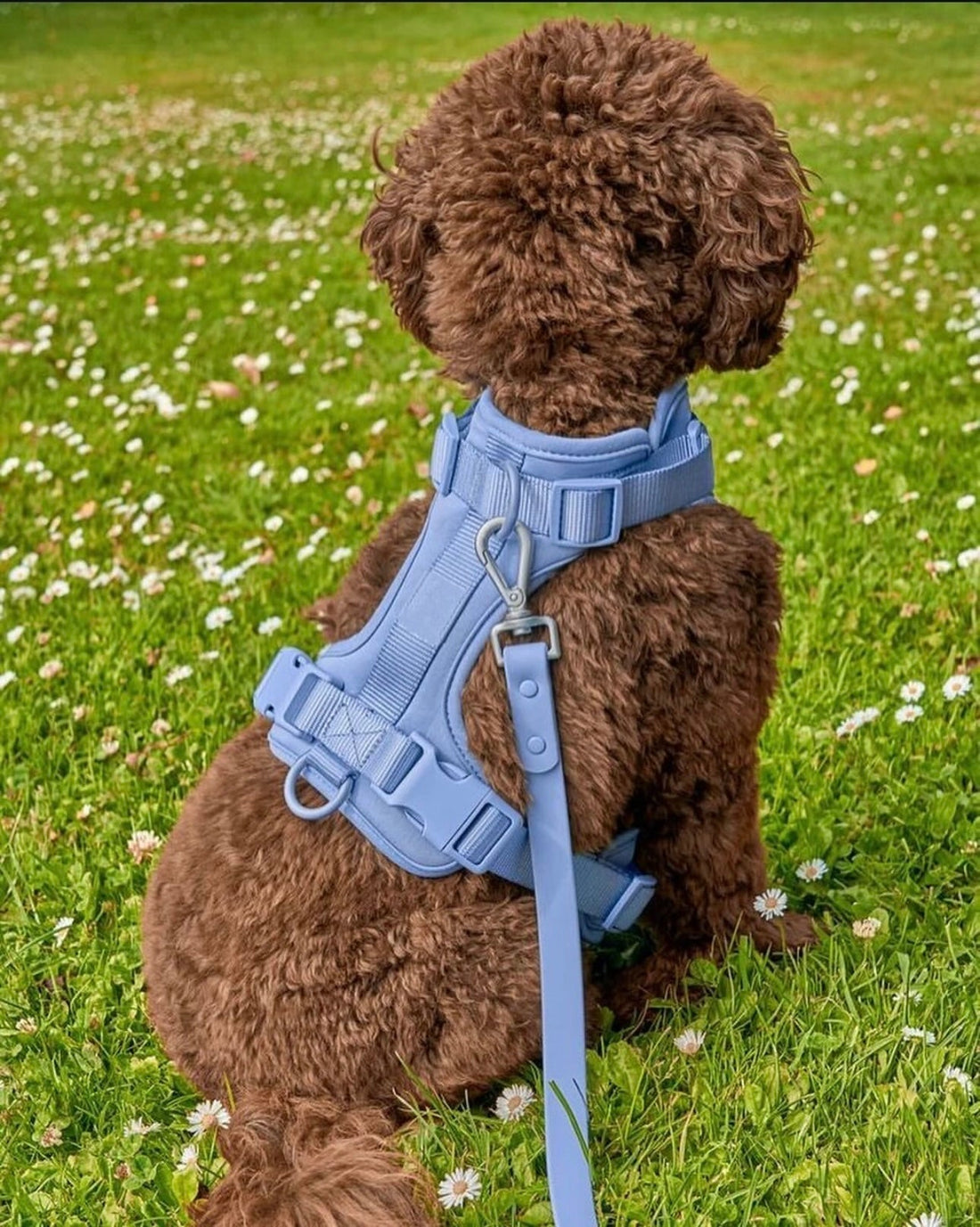 Unleash Comfort and Safety with Dogsoops™ Premium Comfort Harness Set ????