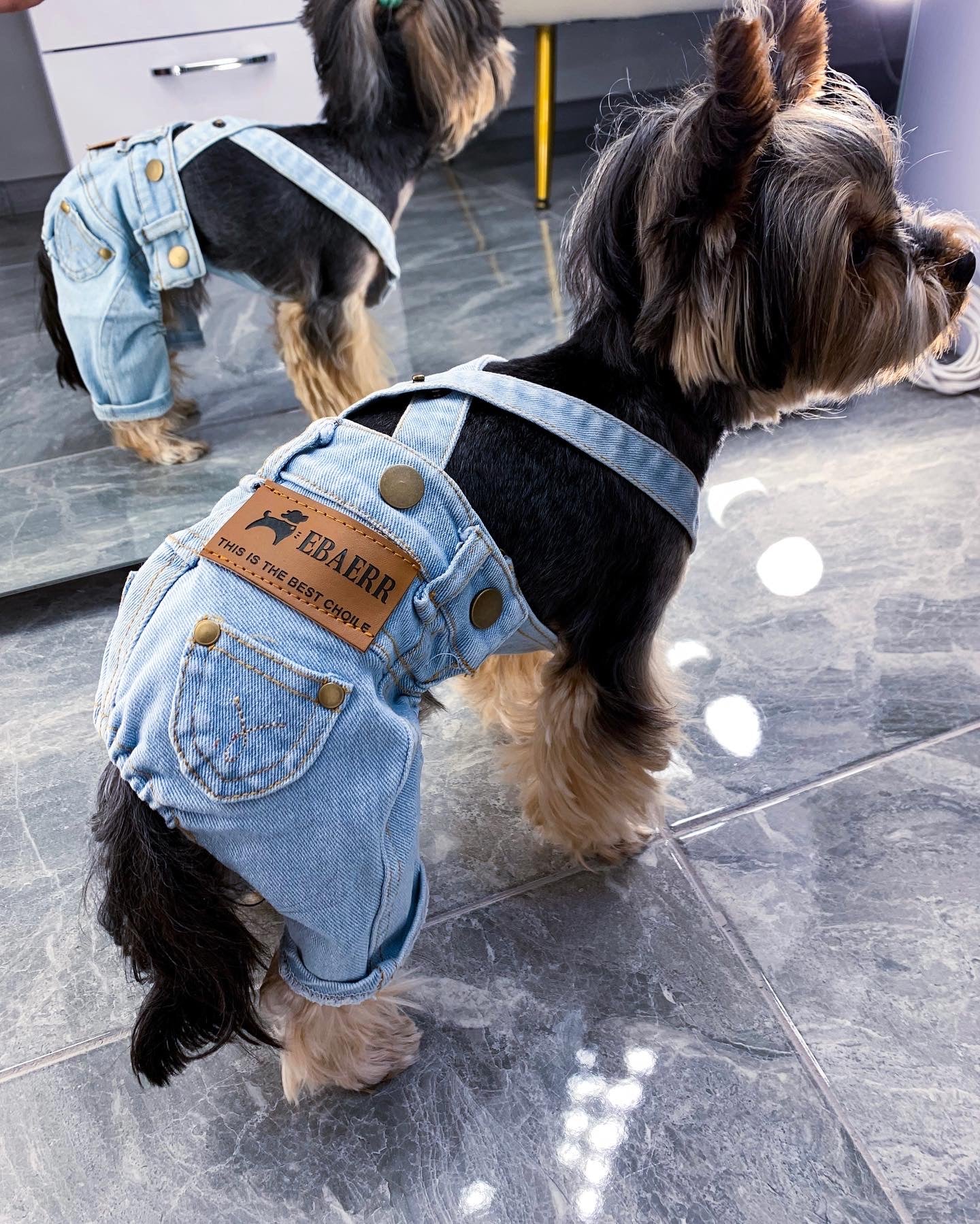 Stylish jeans for your pet 🐾