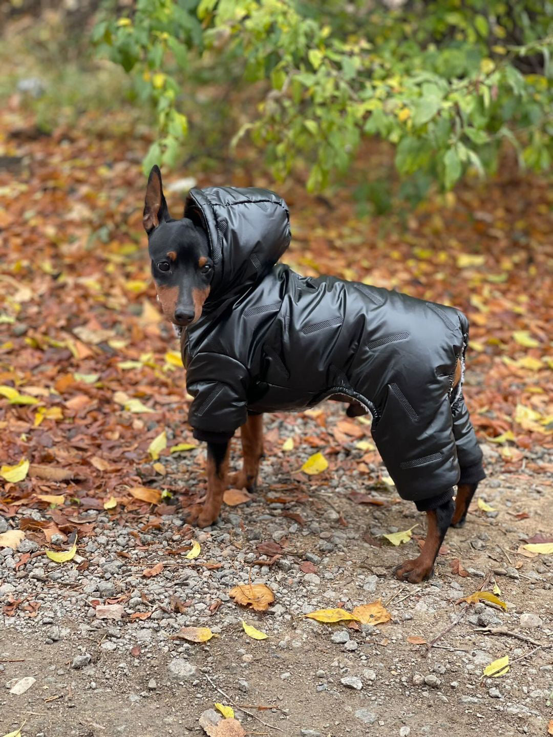 Warm overalls for dogs