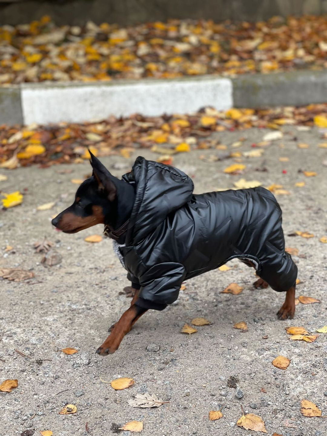 Warm overalls for dogs