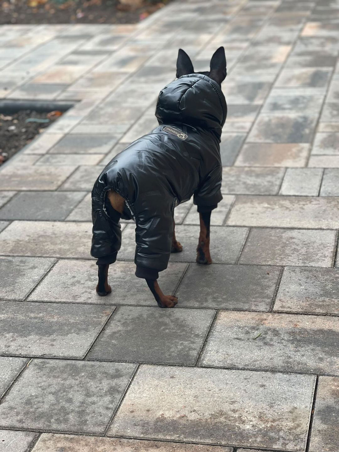 Warm overalls for dogs