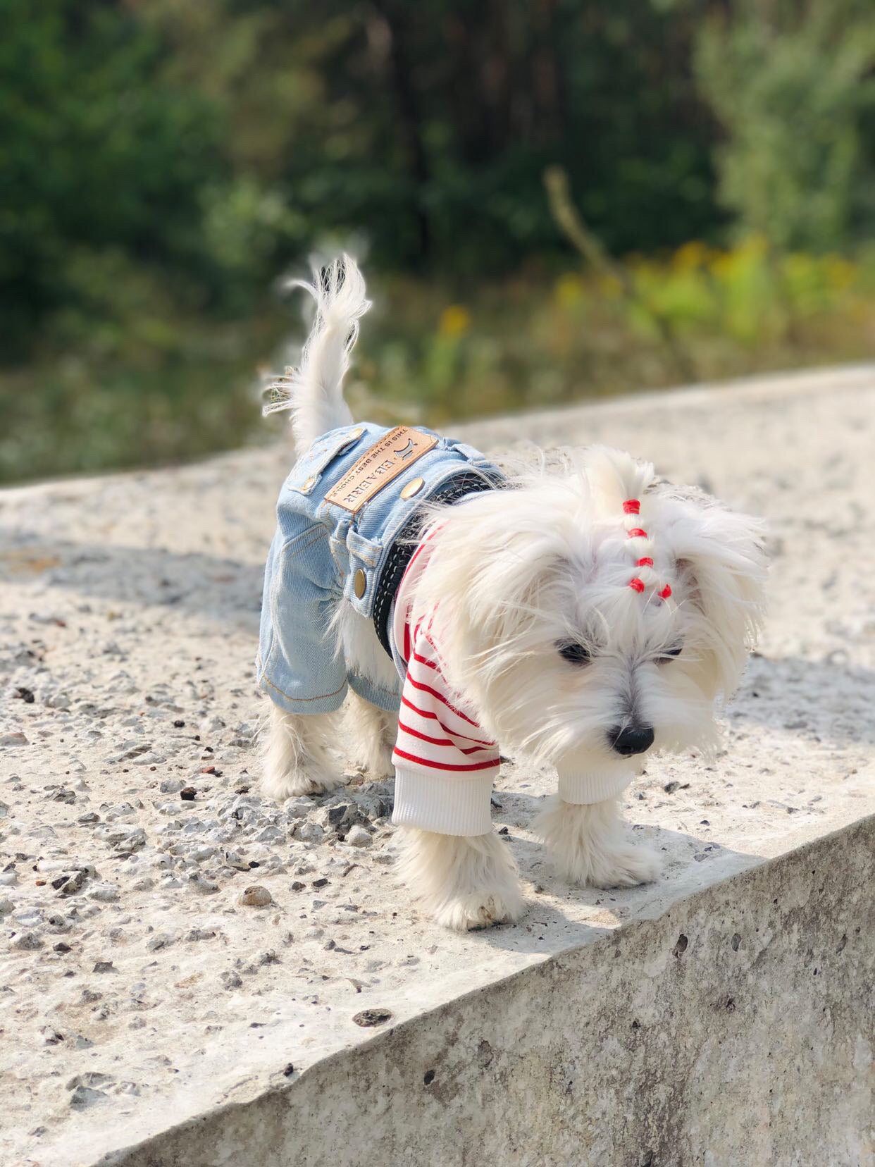 Stylish jeans for your pet 🐾