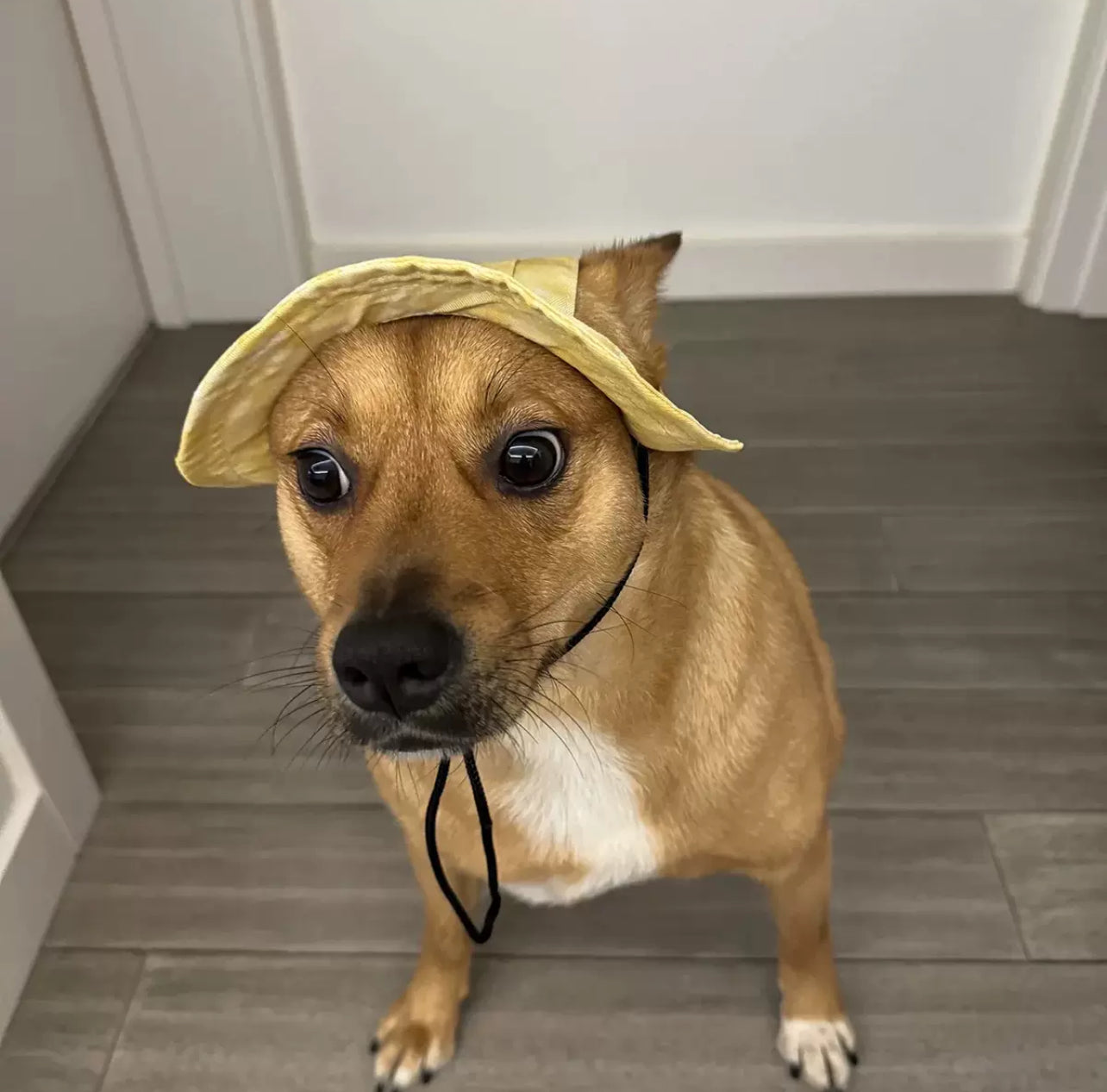 Panama hat for your pet