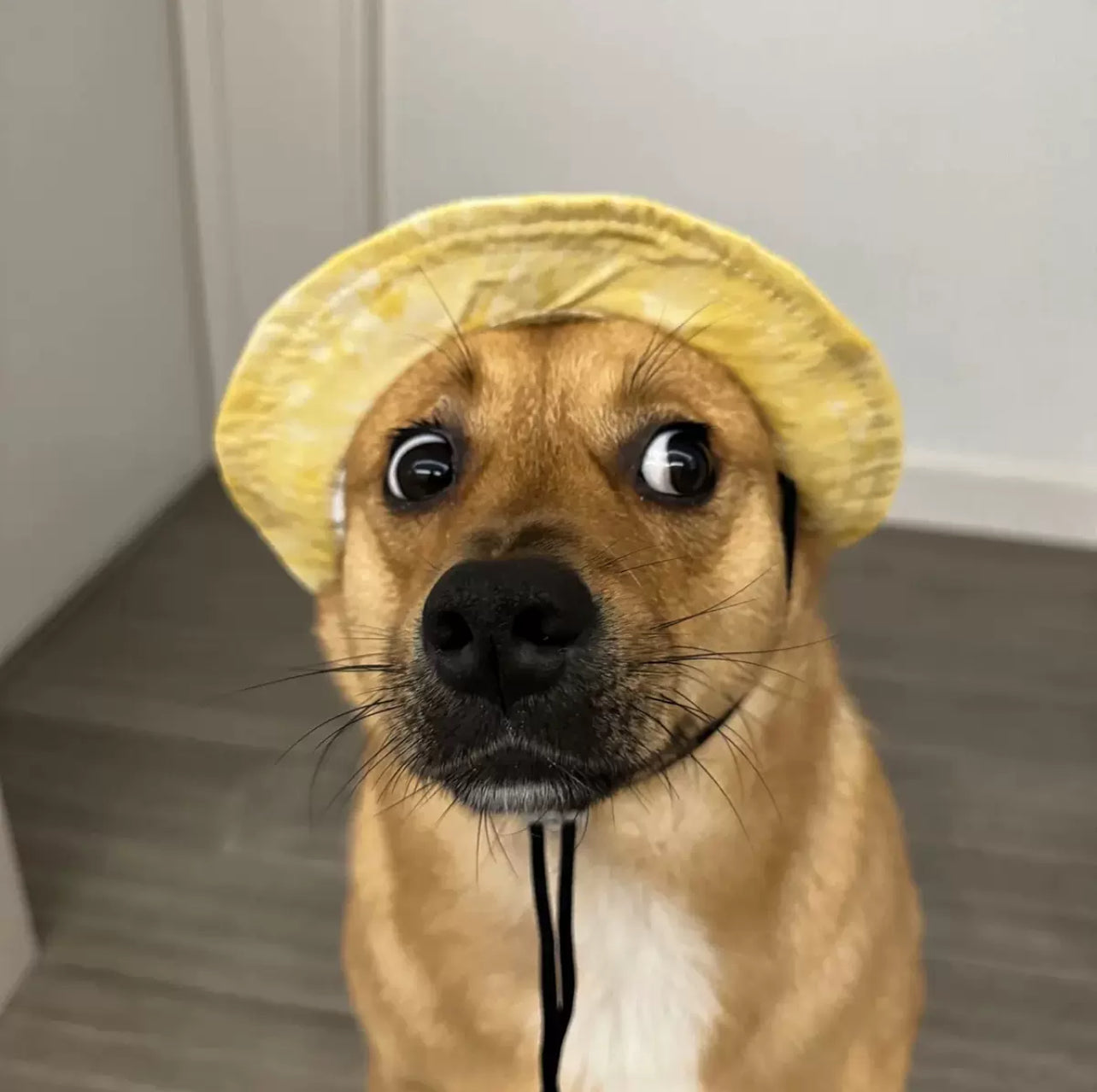 Panama hat for your pet