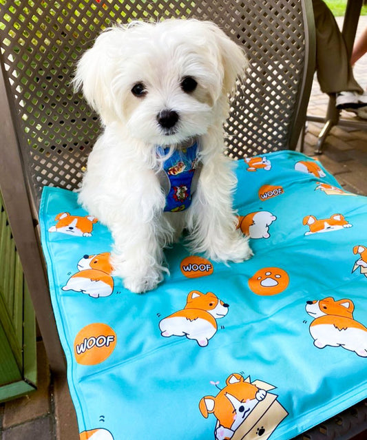 Cooling Mat for Pet