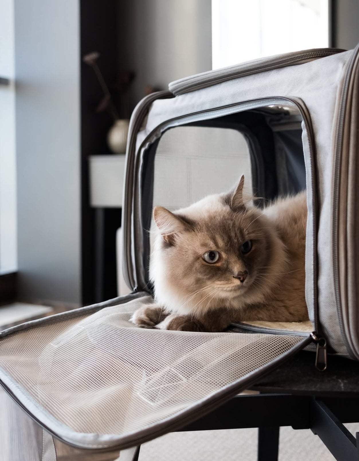 Minimalist & Ultra-Functional Pet Carrier + free shipping 🎁