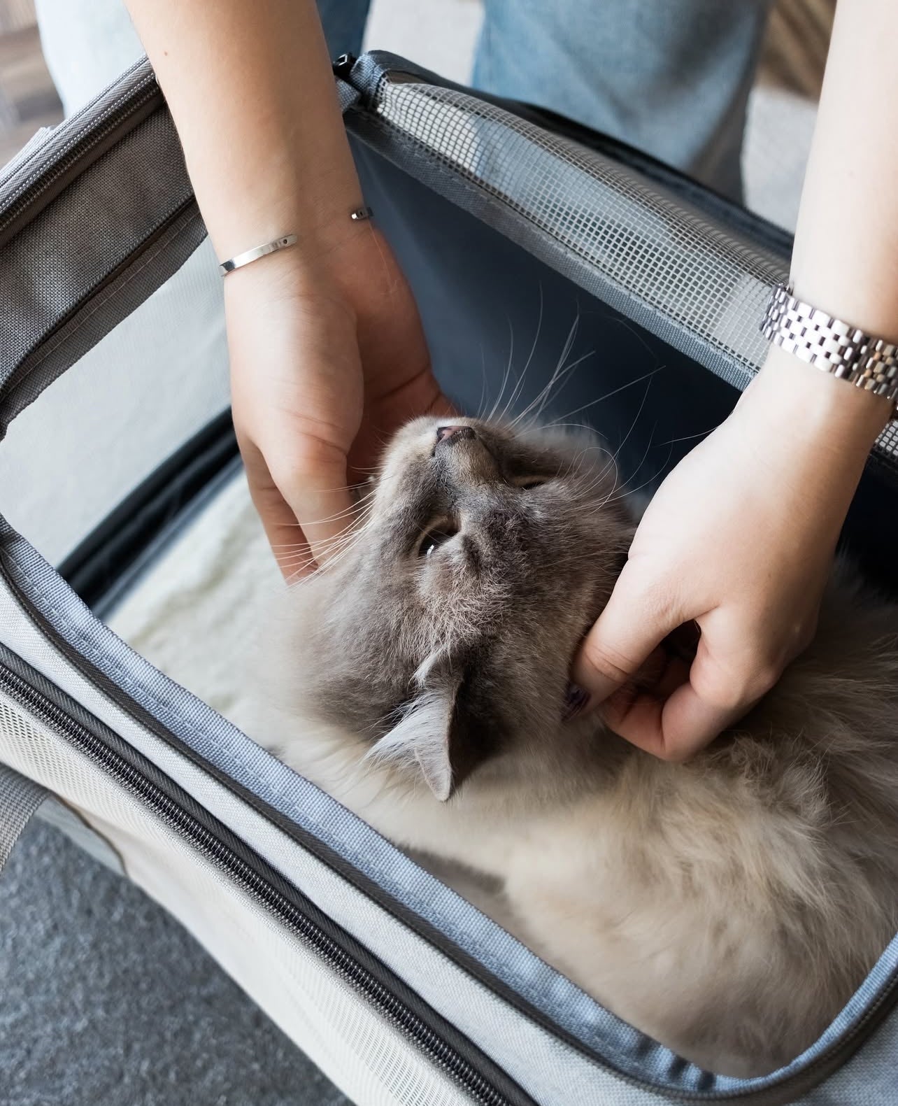 Minimalist & Ultra-Functional Pet Carrier + free shipping 🎁