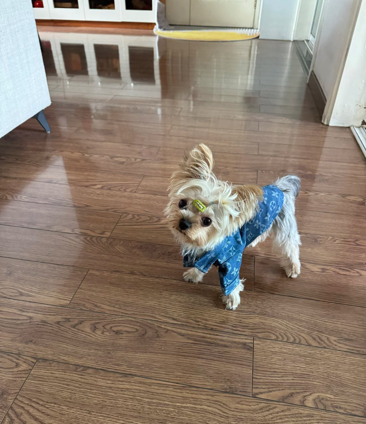 Luxury Denim Shirt for Dogs & Cats – Stylish Monogram Pet Apparel