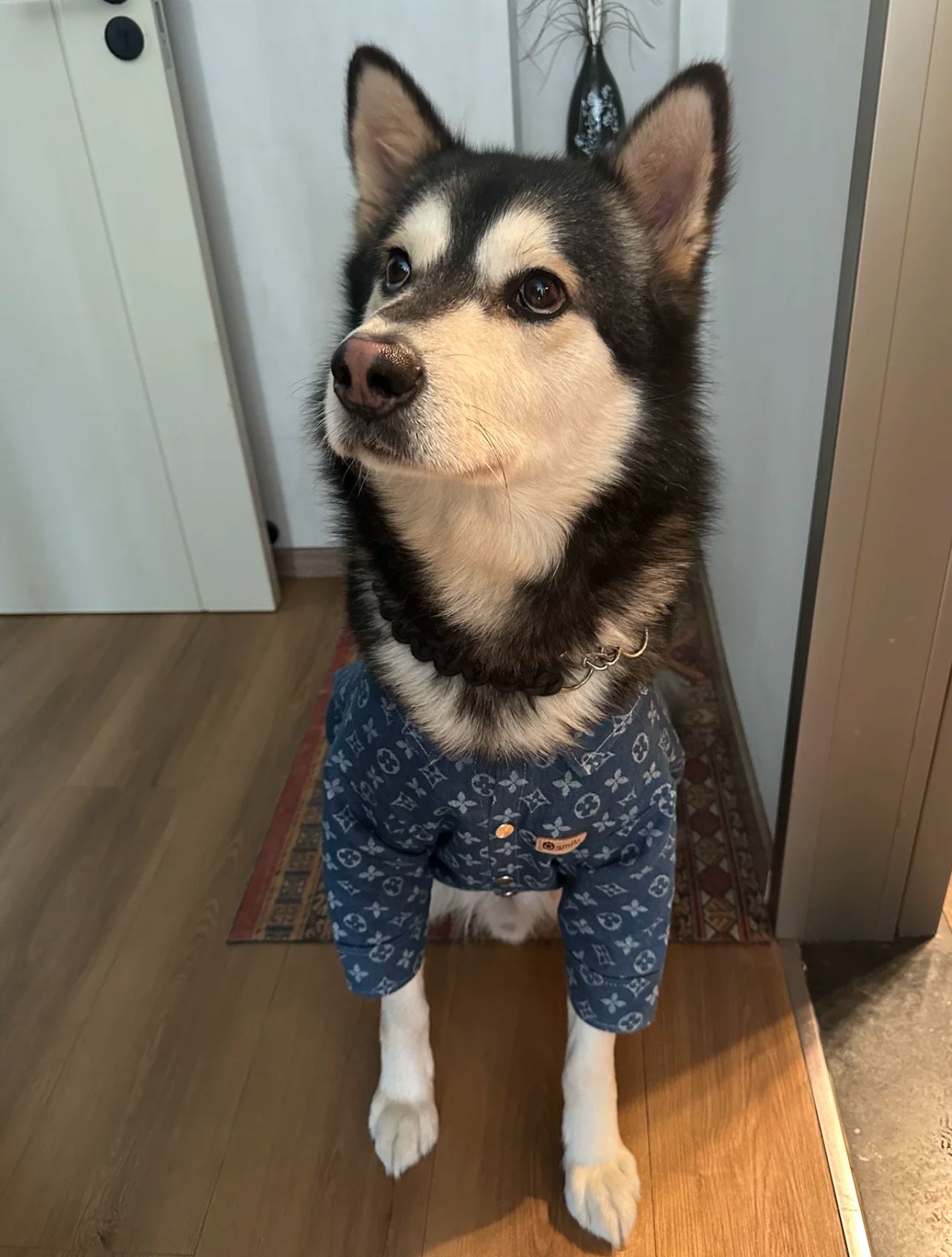 Luxury Denim Shirt for Dogs & Cats – Stylish Monogram Pet Apparel