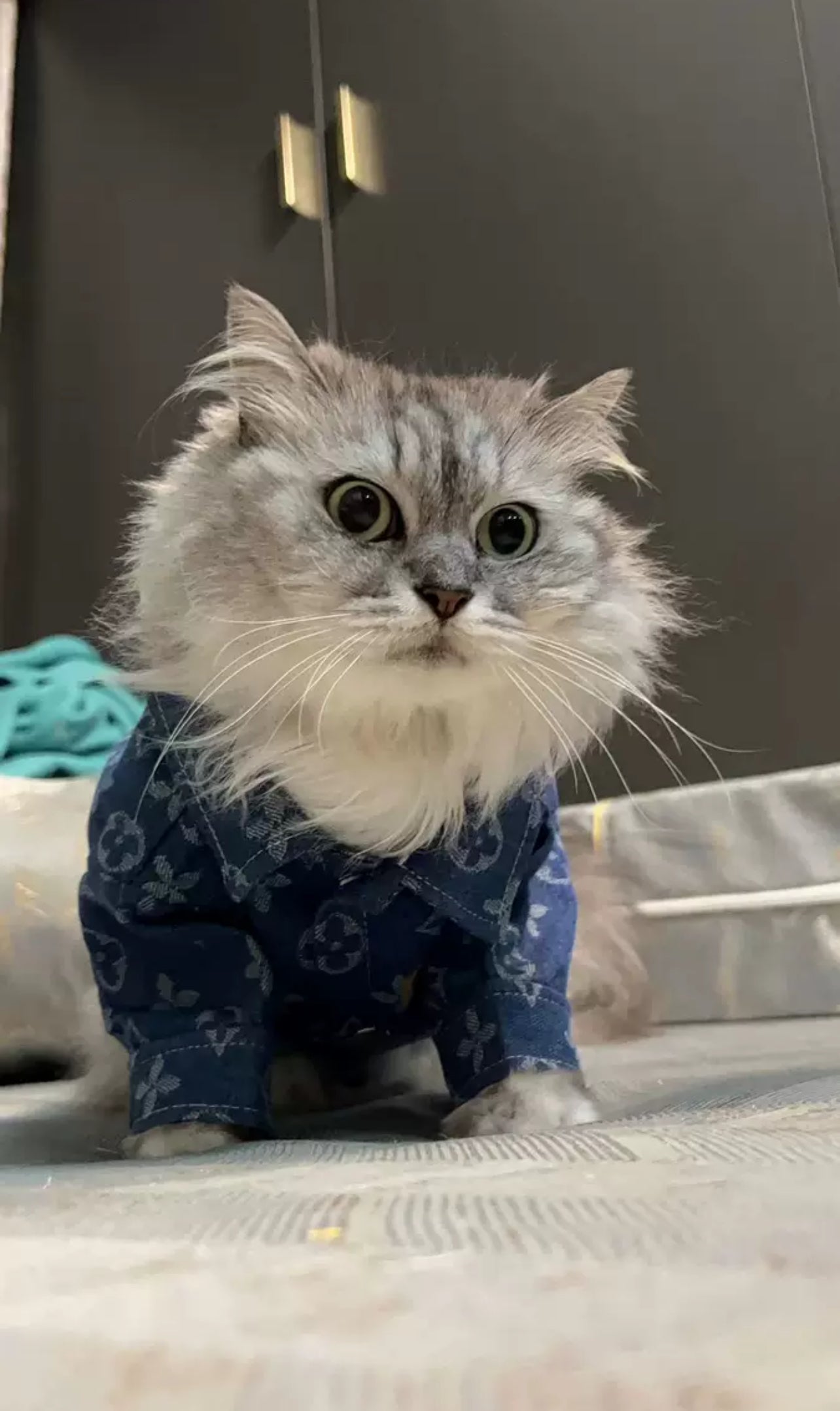 Luxury Denim Shirt for Dogs & Cats – Stylish Monogram Pet Apparel