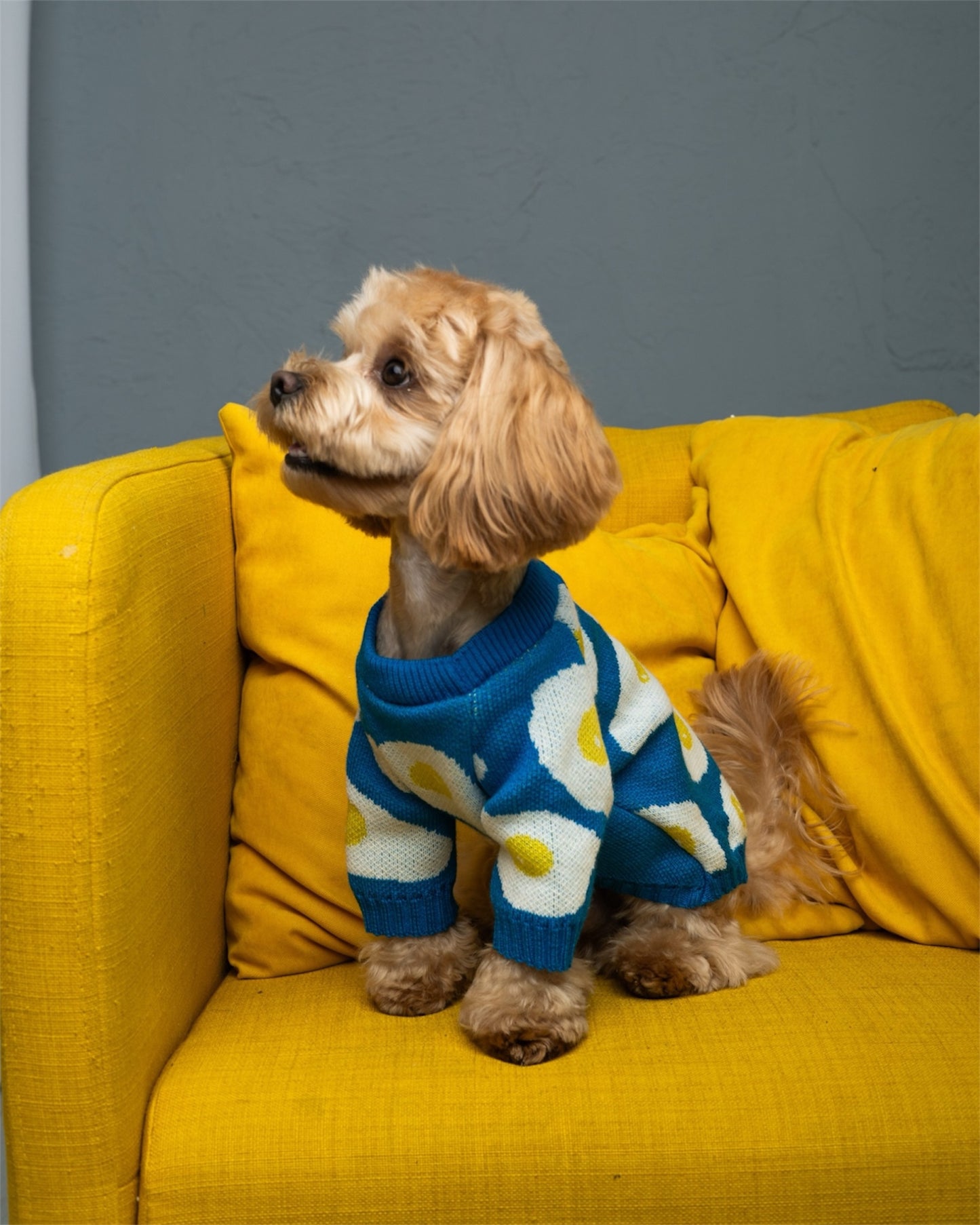 Cozy Pup – warmth & style for your furry friend