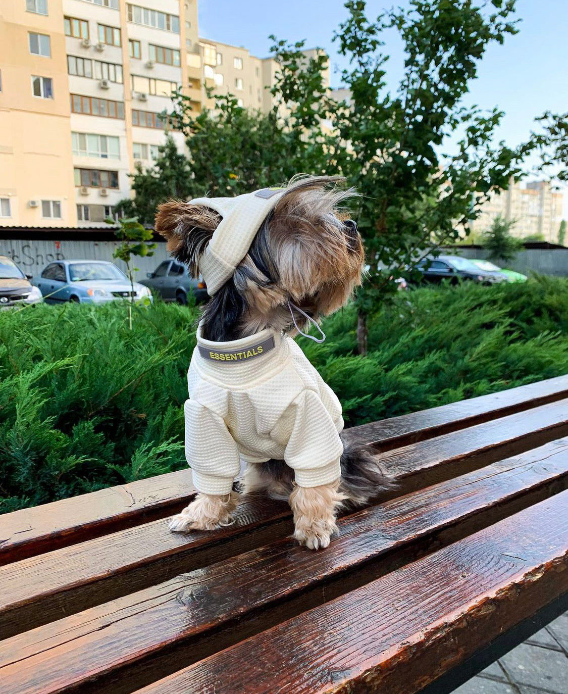 Trendy Dog Hoodie & Hat Set – Stylish Comfort for Your Pup!