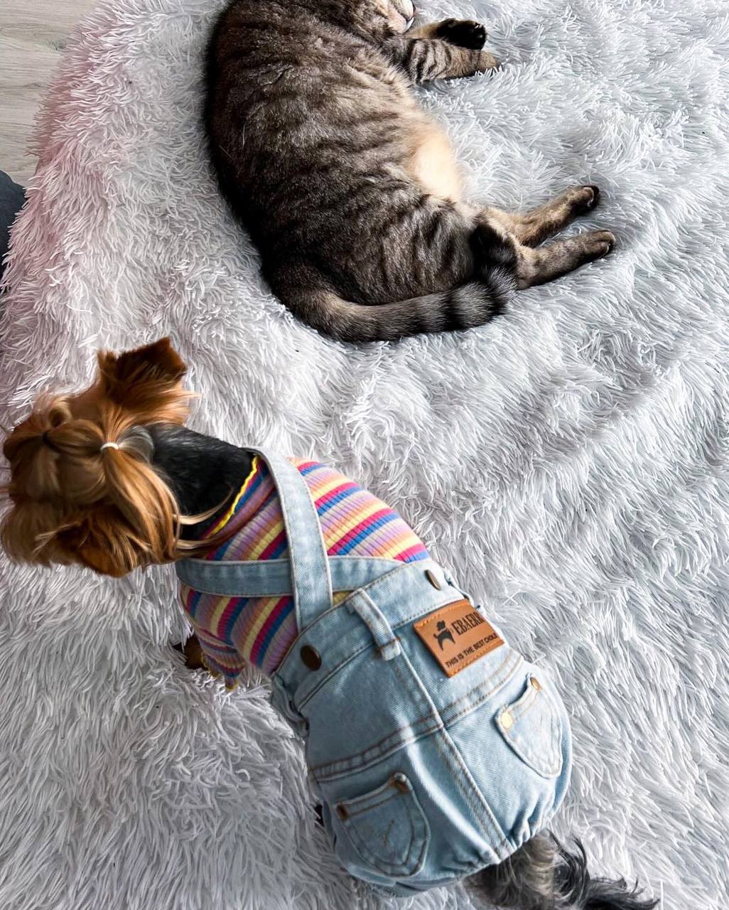 Stylish jeans for your pet 🐾