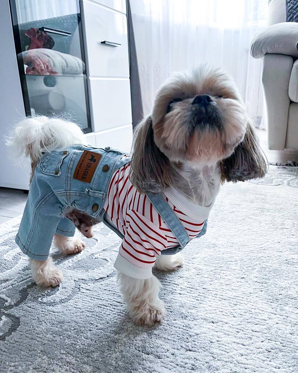 Stylish jeans for your pet 🐾