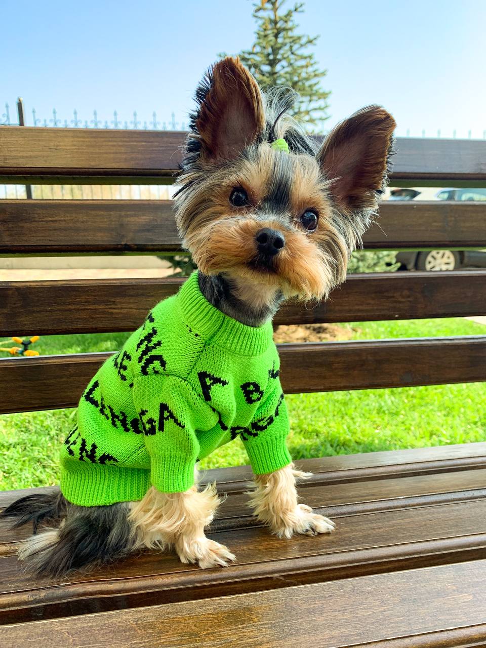 Bright and trendy sweater