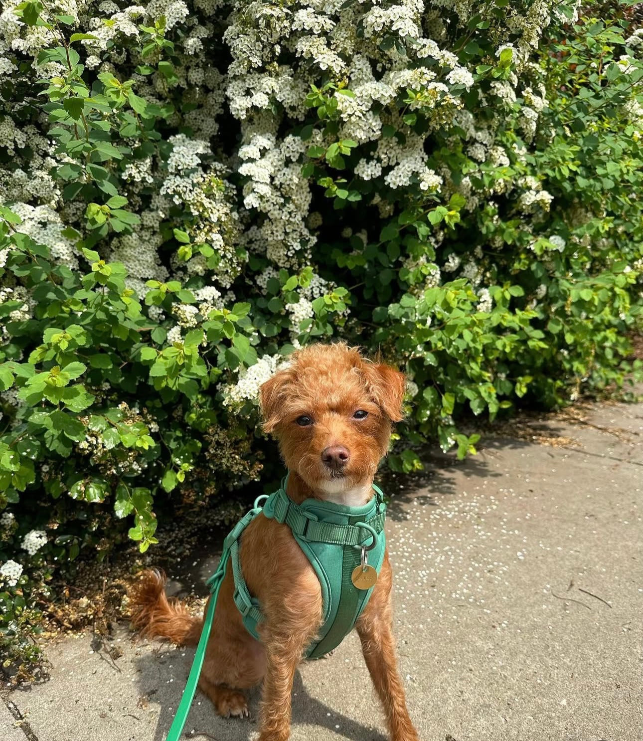 Dogsoops™ Premium Comfort Harness Set 🦮