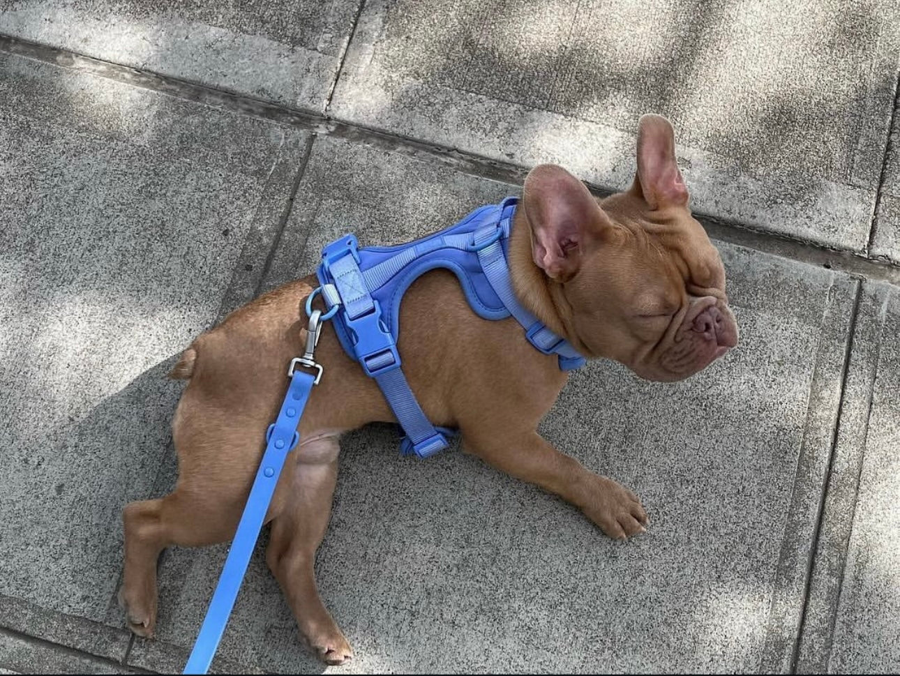 Dogsoops™ Premium Comfort Harness Set 🦮