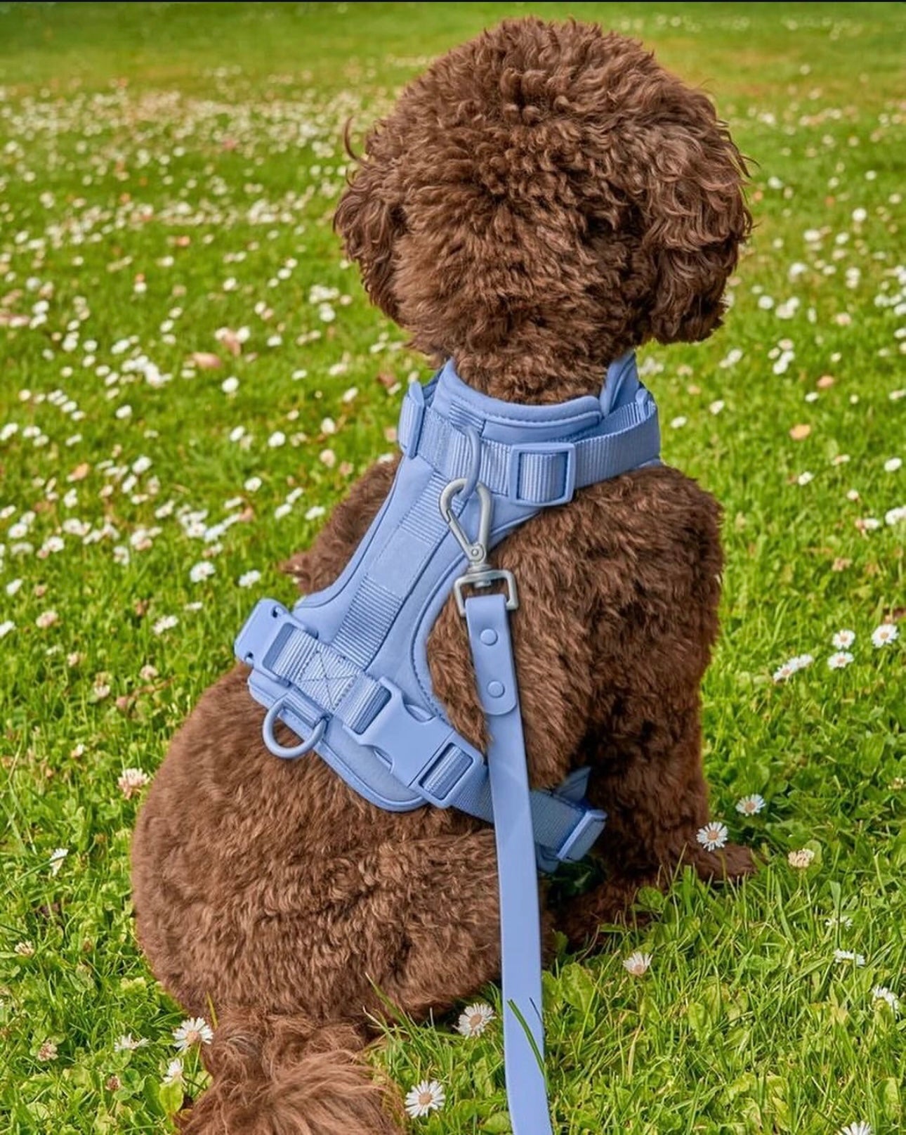 Dogsoops™ Premium Comfort Harness Set 🦮