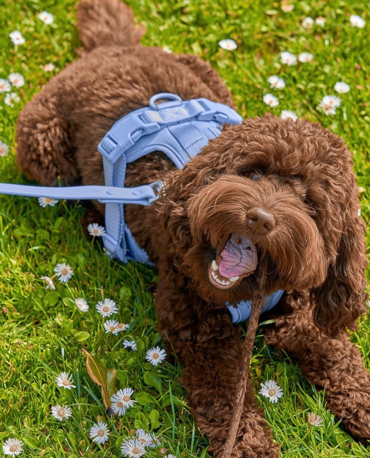 Dogsoops™ Premium Comfort Harness Set 🦮