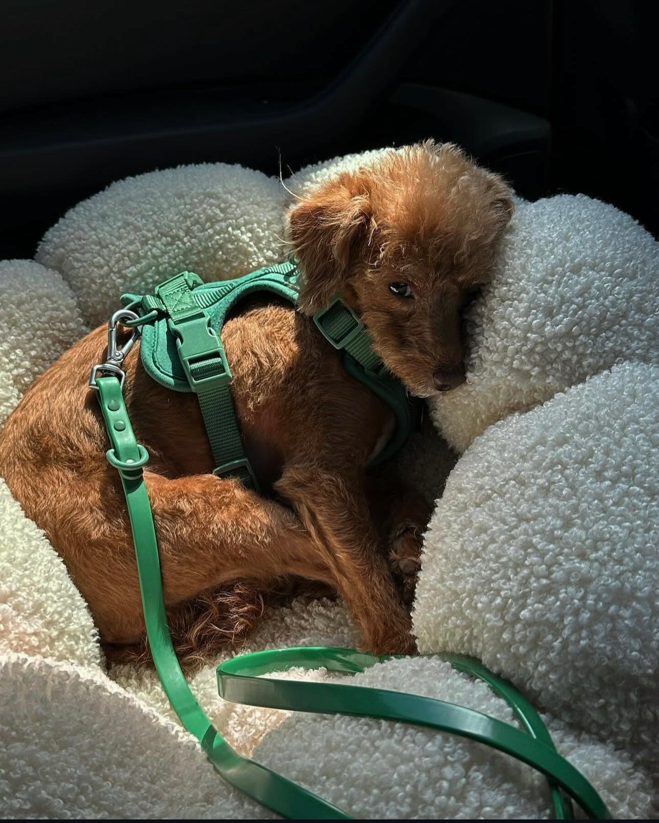 Dogsoops™ Premium Comfort Harness Set 🦮