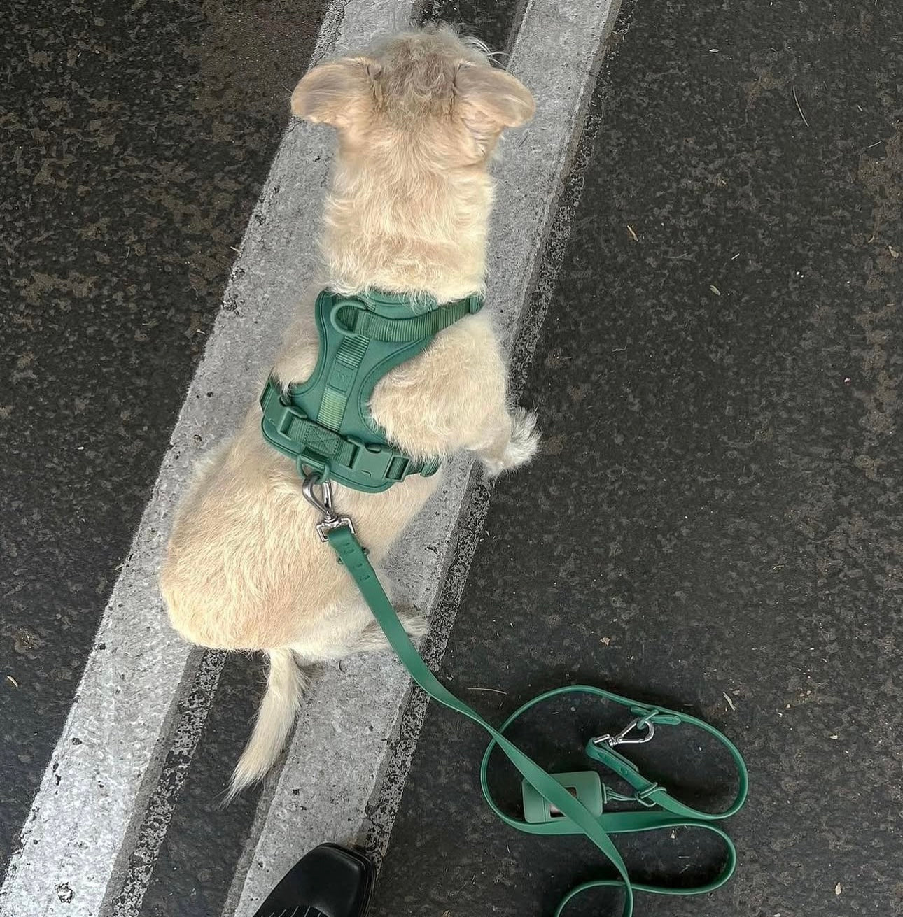 Dogsoops™ Premium Comfort Harness Set 🦮