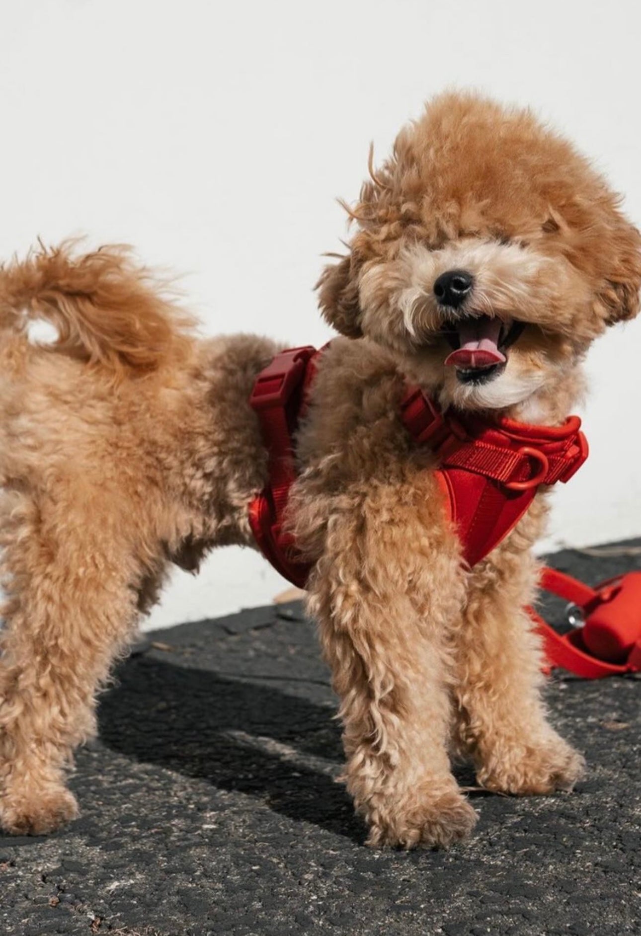 Dogsoops™ Premium Comfort Harness Set 🦮