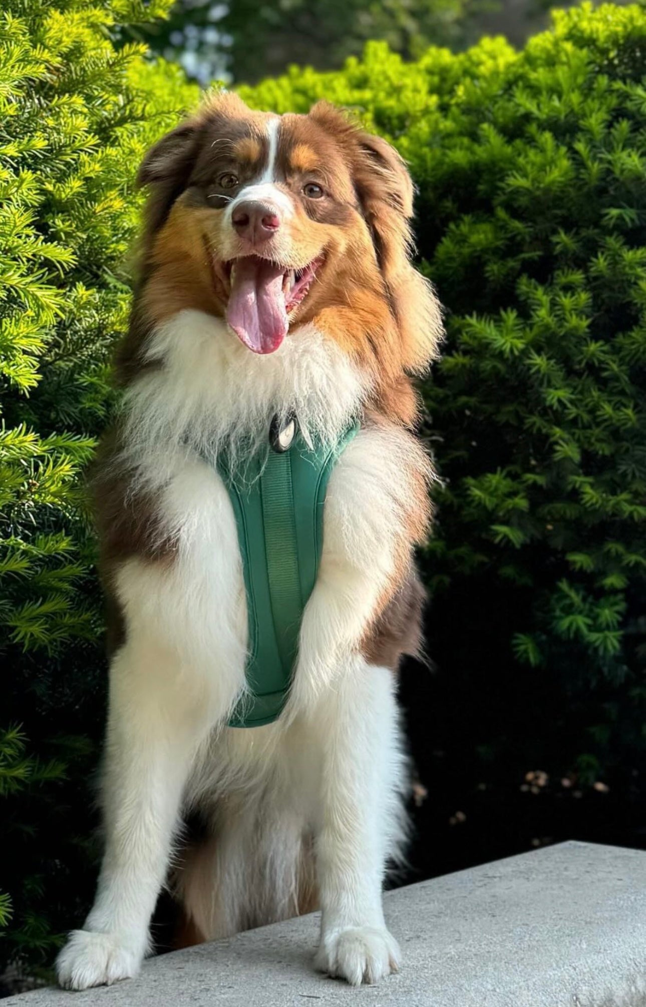 Dogsoops™ Premium Comfort Harness Set 🦮