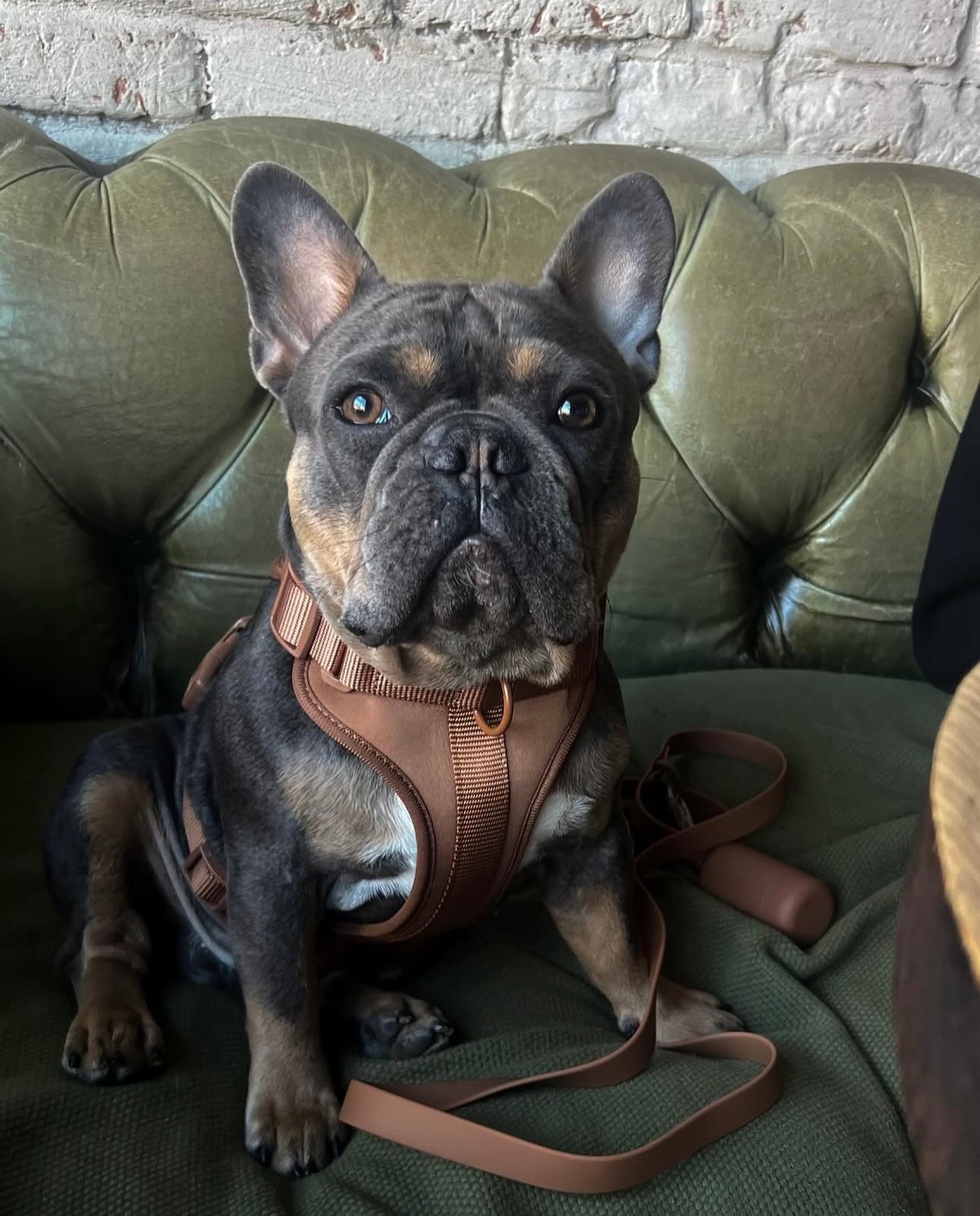 Dogsoops™ Premium Comfort Harness Set 🦮