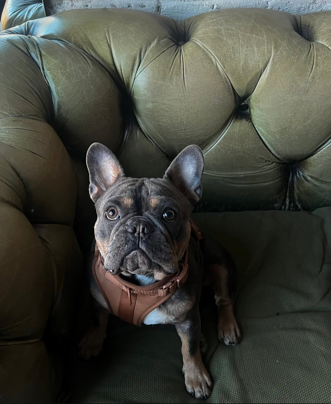 Dogsoops™ Premium Comfort Harness Set 🦮