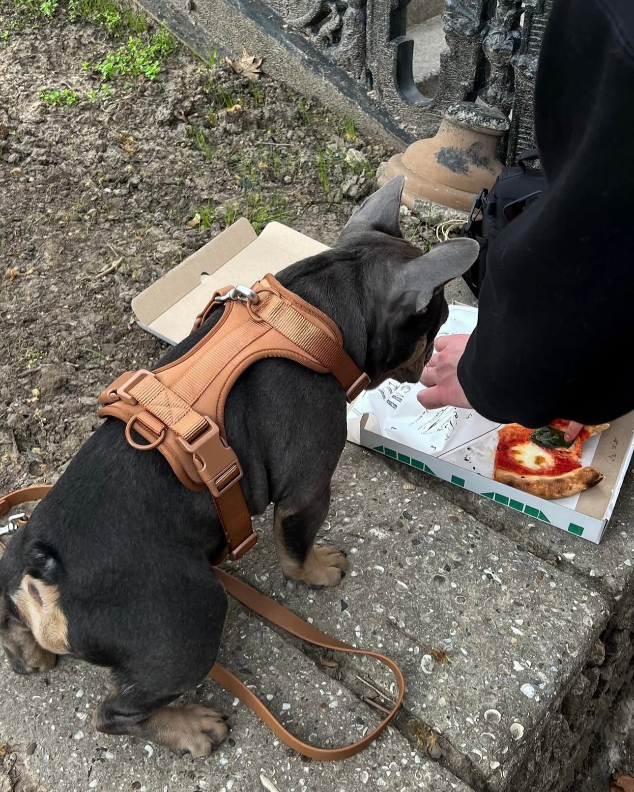 Dogsoops™ Premium Comfort Harness Set 🦮