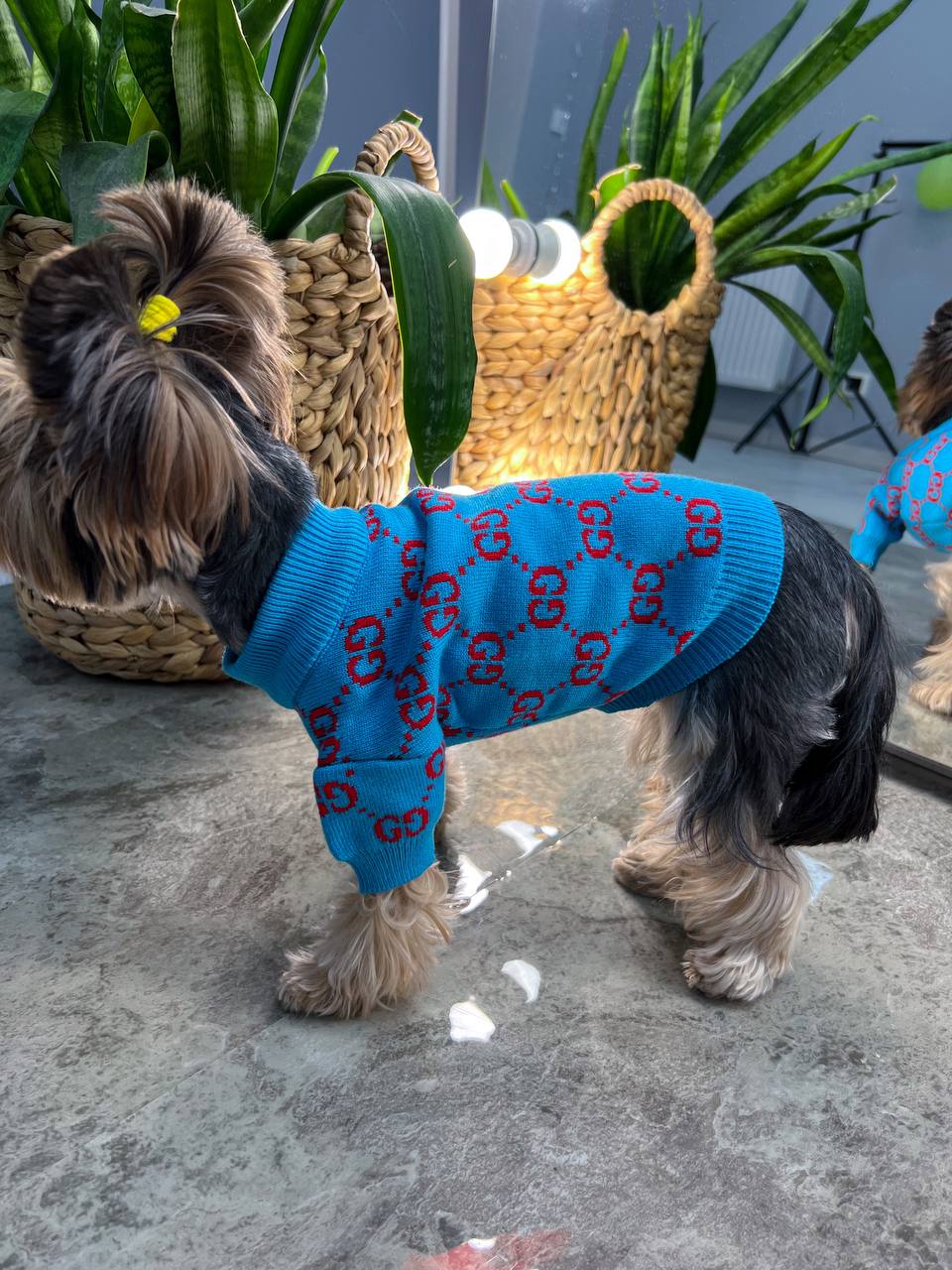 Trendy sweater for your pet