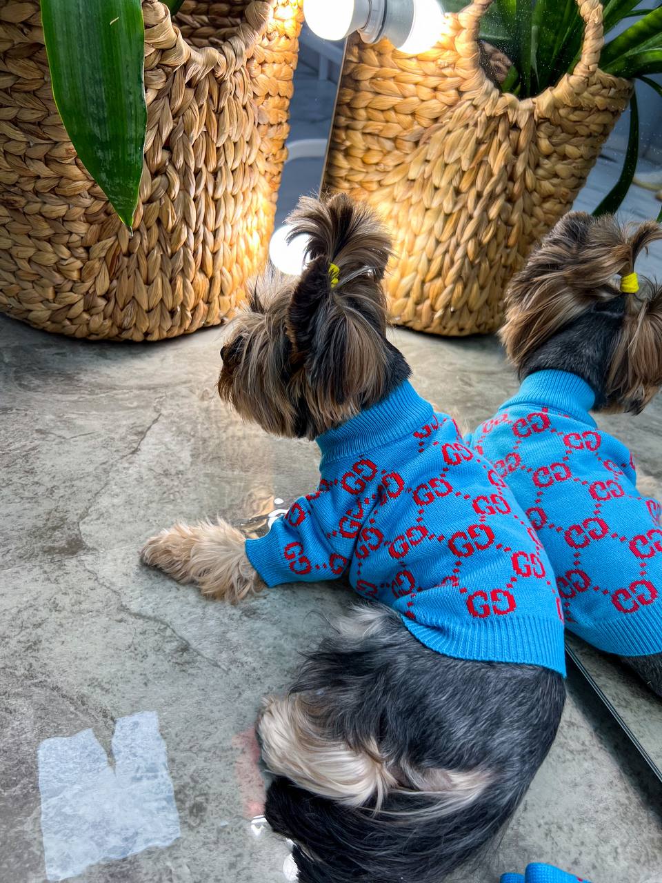 Trendy sweater for your pet