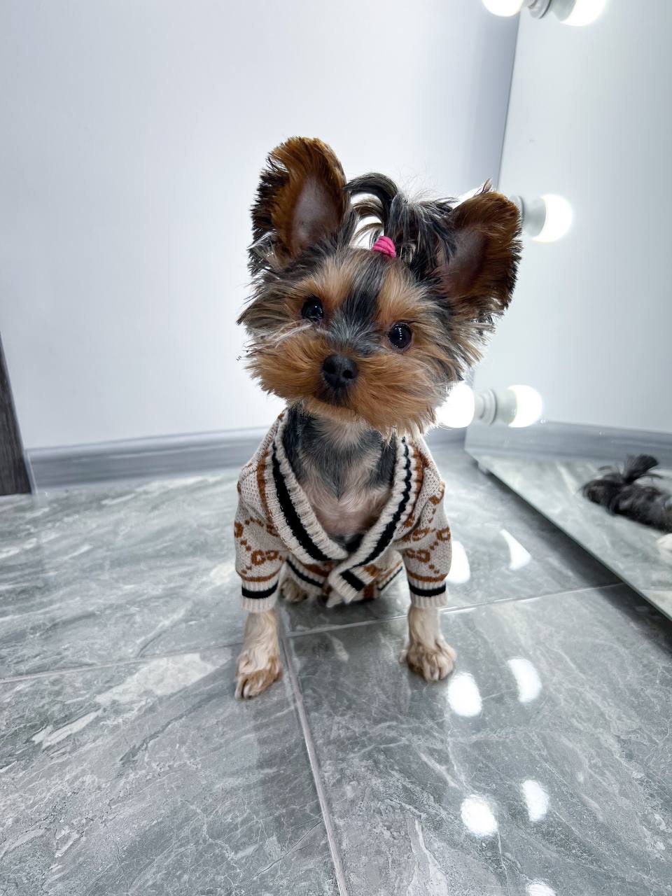 Trendy cardigan for pet