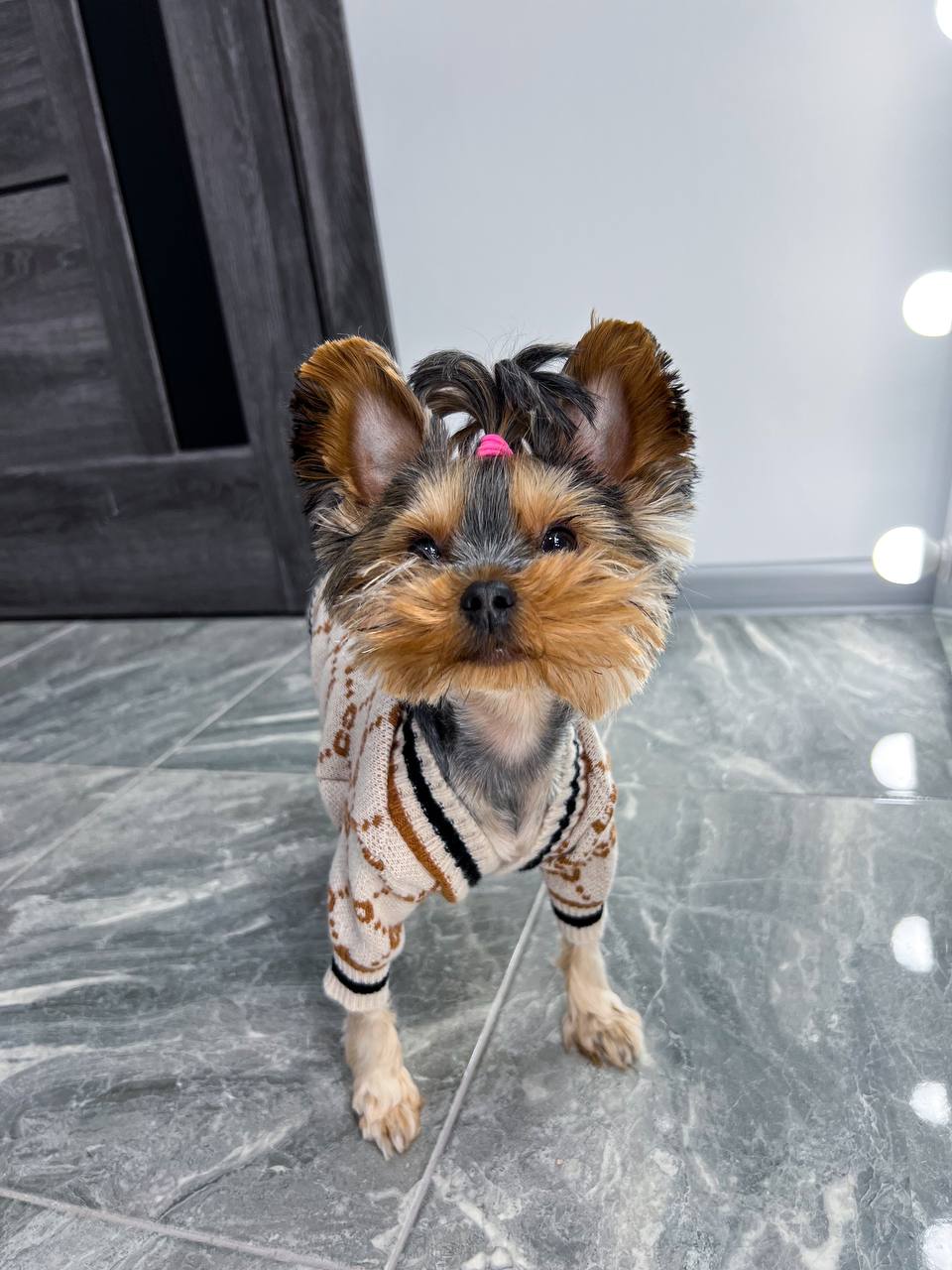 Trendy cardigan for pet