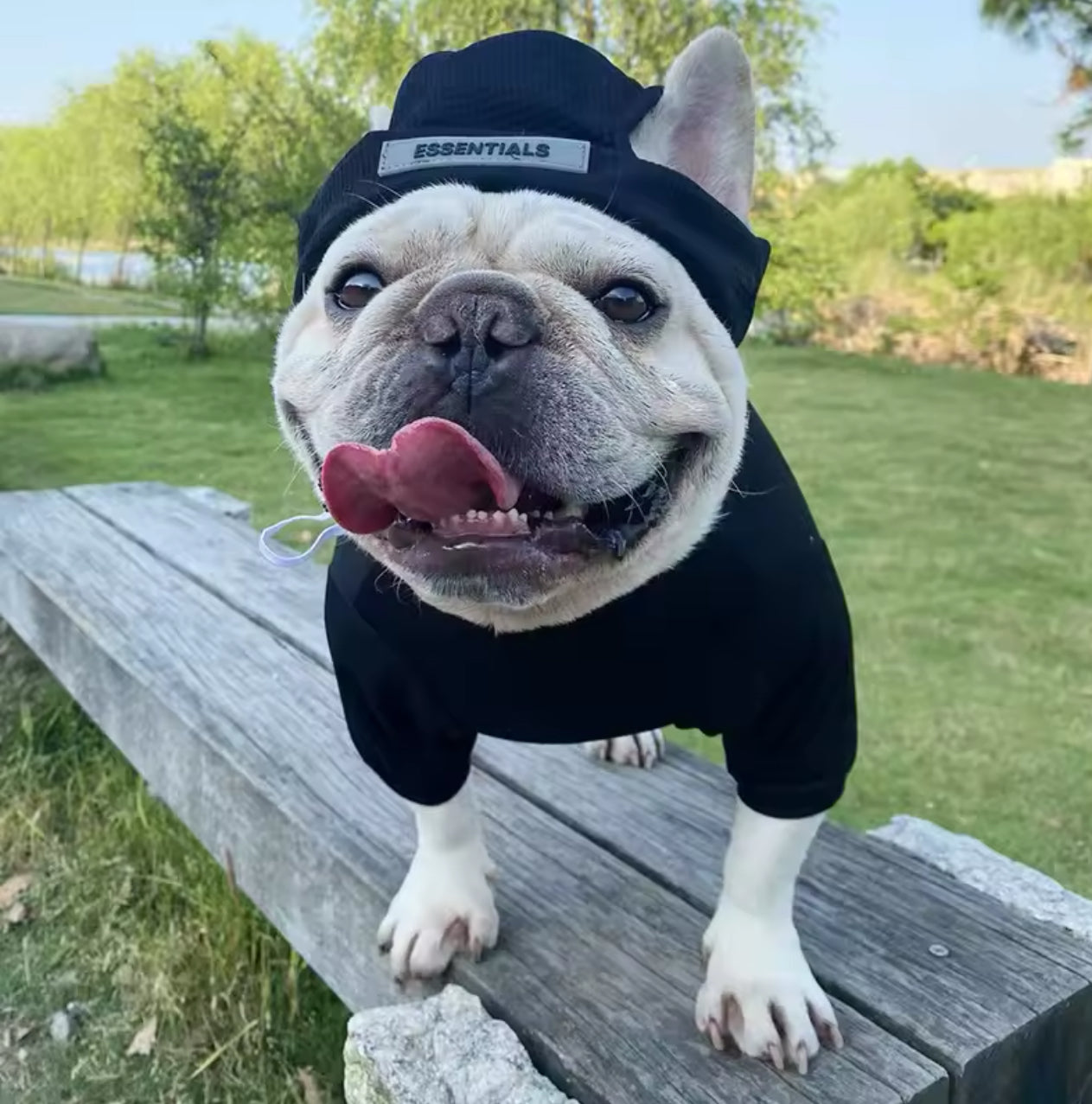 Trendy Dog Hoodie & Hat Set – Stylish Comfort for Your Pup!