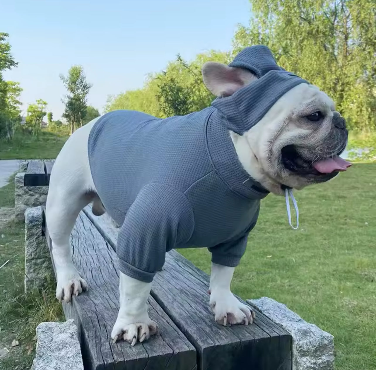 Trendy Dog Hoodie & Hat Set – Stylish Comfort for Your Pup!